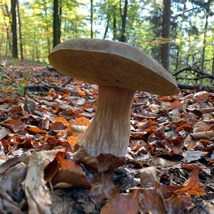 King Bolete