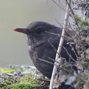 Eurasian Blackbird