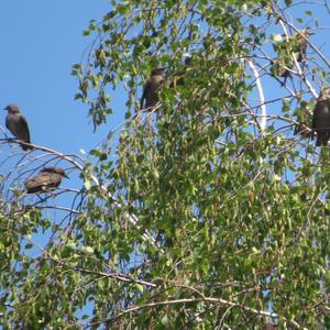 Common Starling