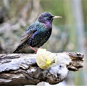 Common Starling