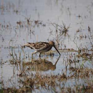 Common Snipe