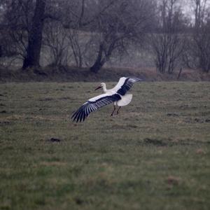 White Stork