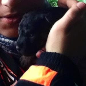 Unknown Breed