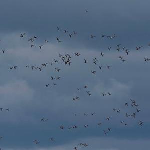 Northern Shoveler