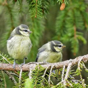 Blue Tit