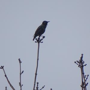 Common Starling