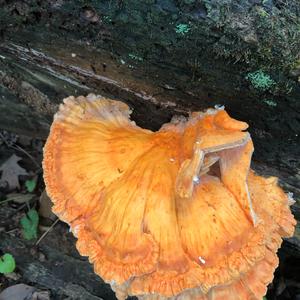 Chicken Mushroom