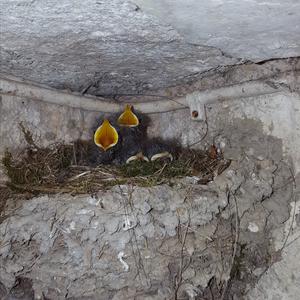 Black Redstart