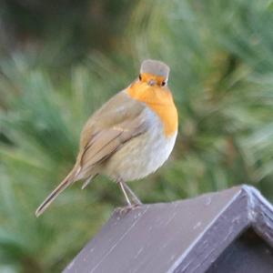 European Robin