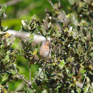 Subalpine Warbler