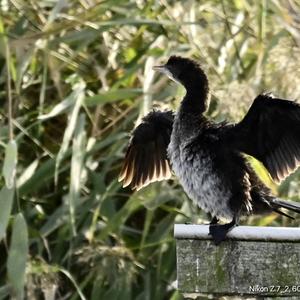 Pygmy Cormorant