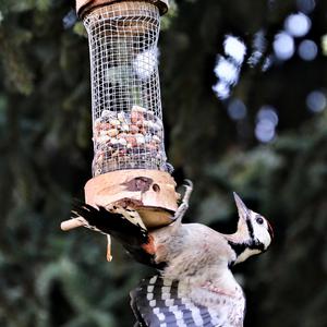 Great Spotted Woodpecker