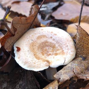 Grey Milk Cap