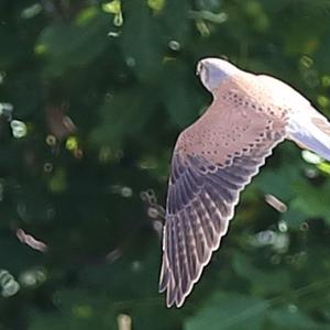 Common Kestrel