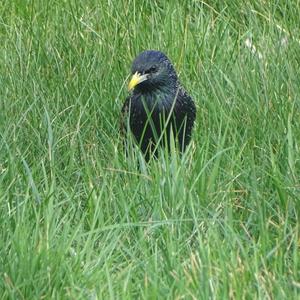 Common Starling