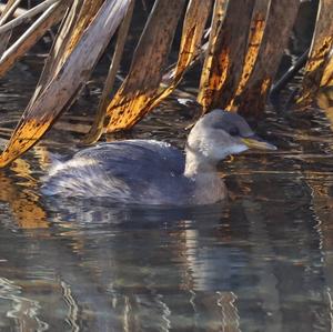 Little Grebe