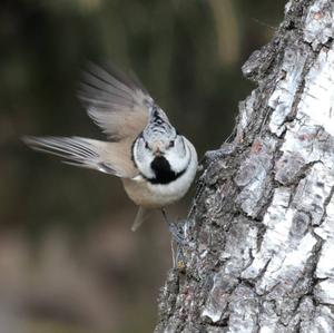 Crested Tit