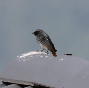 Black Redstart