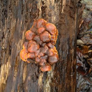 Golden Pholiota