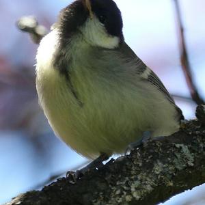 Great Tit