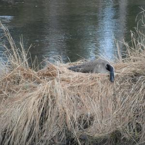 Canada Goose