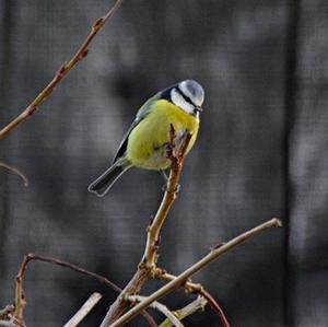 Blue Tit