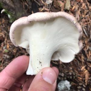 Sheep Polypore