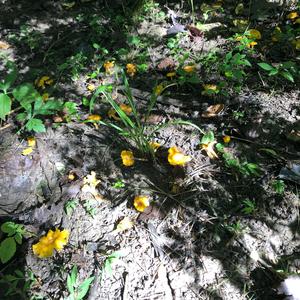 Chanterelle, Common