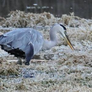 Grey Heron