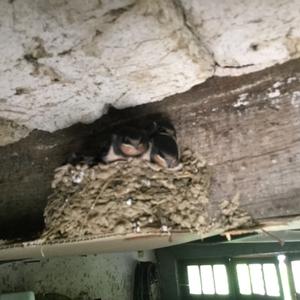 Barn Swallow