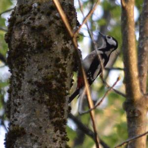 Great Spotted Woodpecker