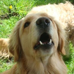 Retriever (Golden)