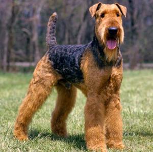 Airedale Terrier