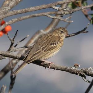 Tree Pipit