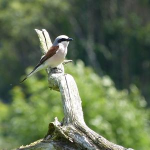 Red-backed Shrike