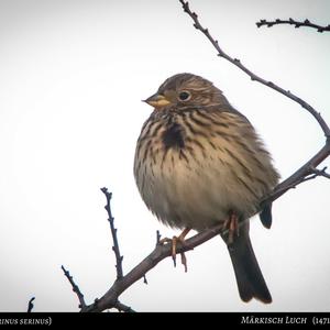 European Serin