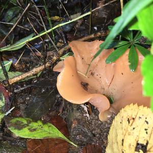 Orange Peel Fungus