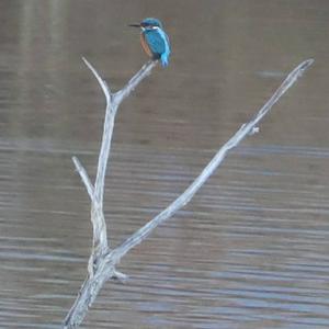 Common Kingfisher