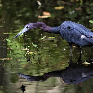 Little Blue Heron