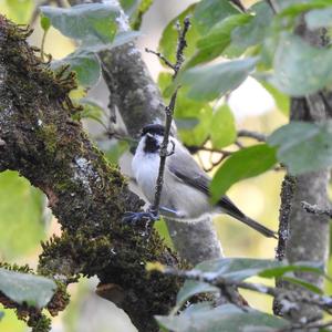 Marsh Tit