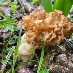 Yellow Morel