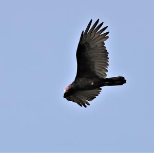 Turkey Vulture