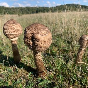 Parasol Mushroom