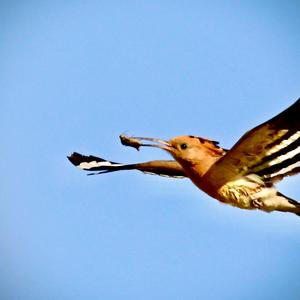 Eurasian Hoopoe