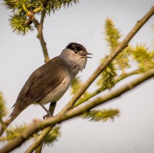 Blackcap