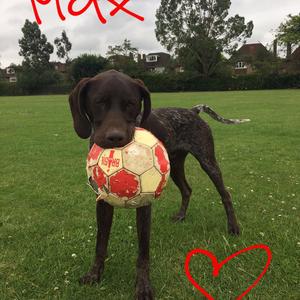 Pointer (German Shorthaired)