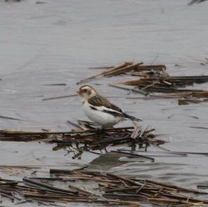 Snow Bunting