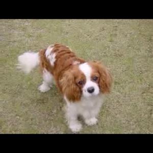 Cavalier King Charles Spaniel