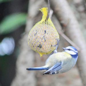 Blue Tit