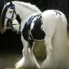 Gypsy Vanner Horse